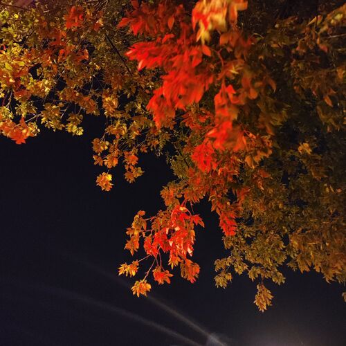 Photo #12636799