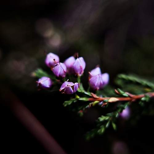 Photo #12640054