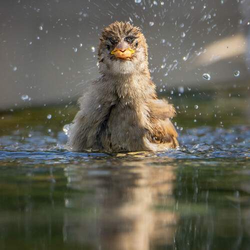 Photo #12640715