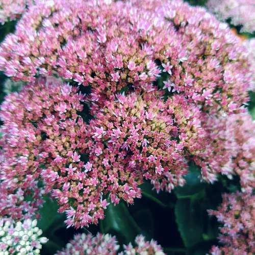 Photo #12640896