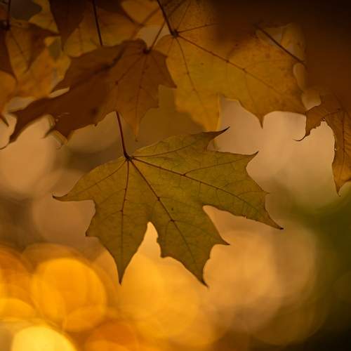 Photo #12641134