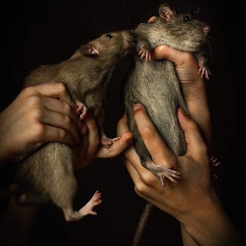 Photo #12641435