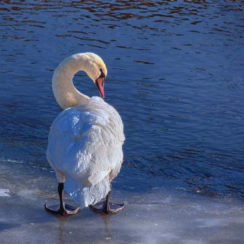 Фотография #12641740