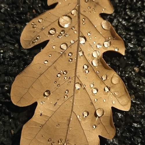 Photo #12641821