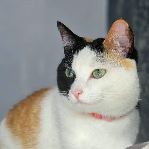 Photo #12642104