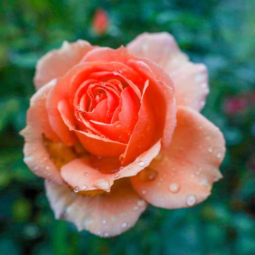 Photo #12642178