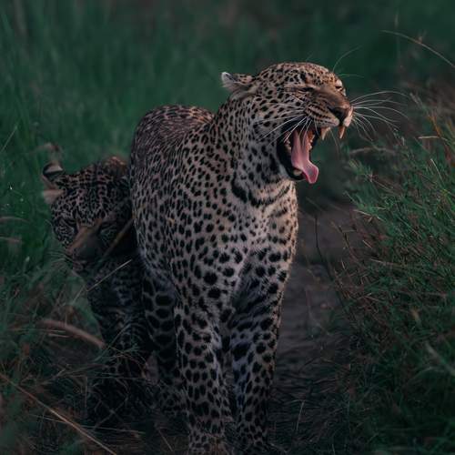 Photo #12642908