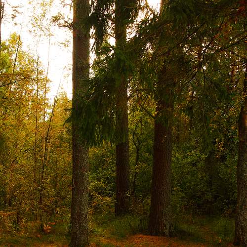 Photo #12643020