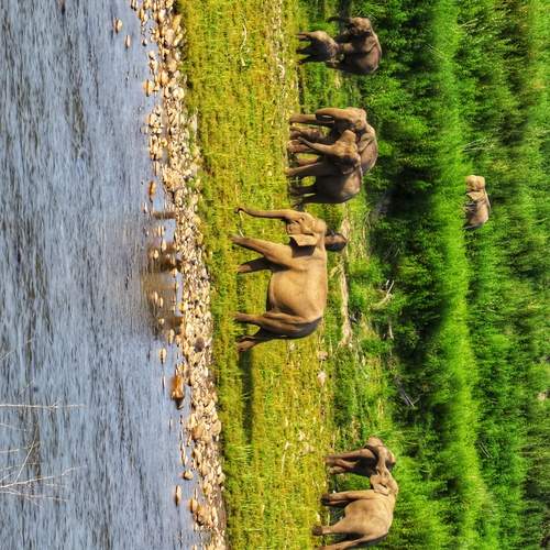 ELEPHANTS FROM DHIKALA