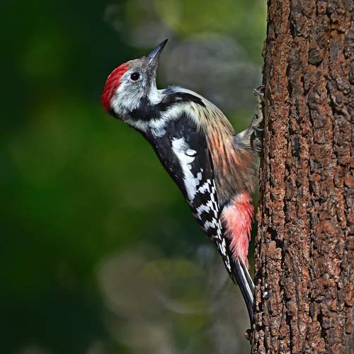 Фотография #12646343