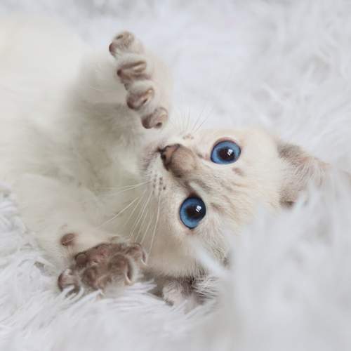 Photo #12646696