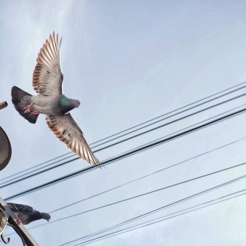 dove