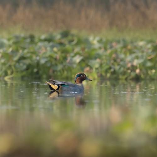 Photo #12647168