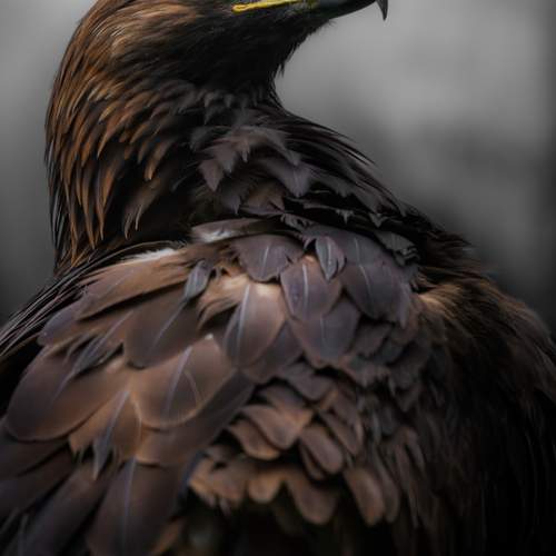 Golden Eagle