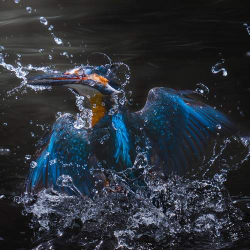 Photo #12647526
