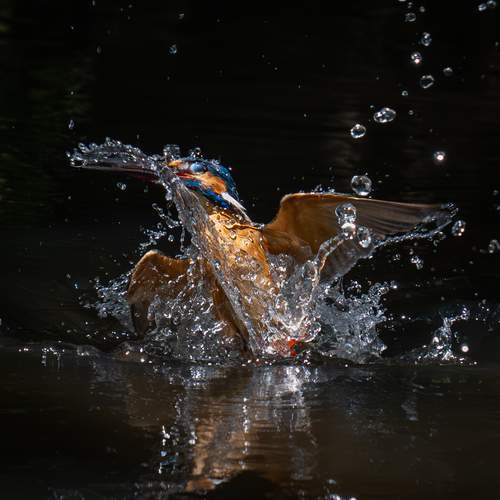 Photo #12647534