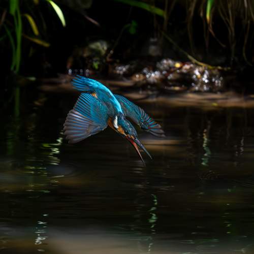 Photo #12650256