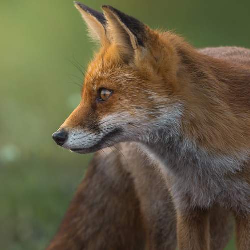 Photo #12651795
