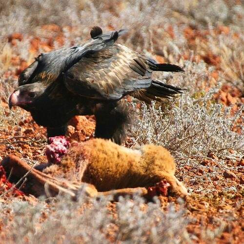 Wedge Tail with a Dingo
