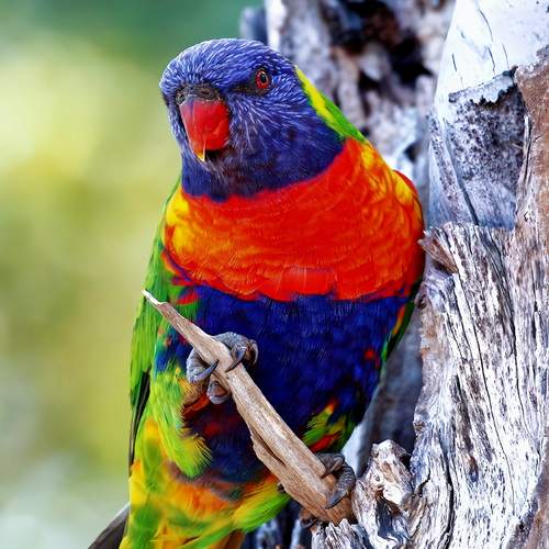 Photo #12654735