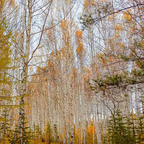 Photo #12656389