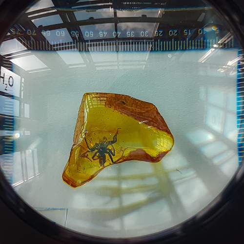 Photo #12659400