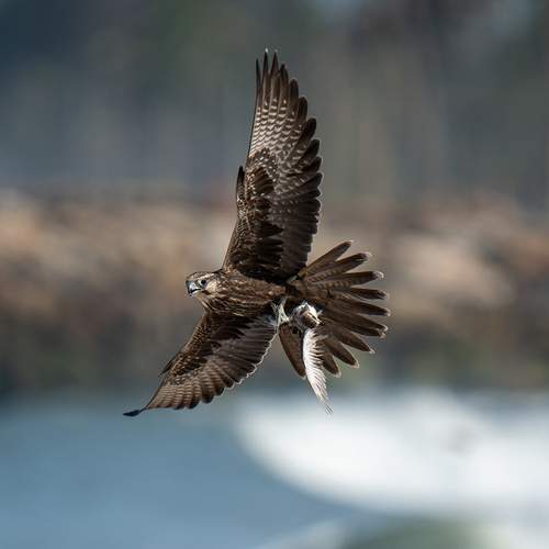Laggar Falcon