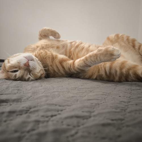 Photo #12665807