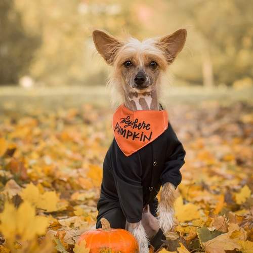 Photo #12667668