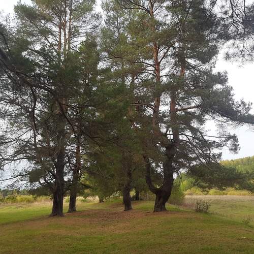 Photo #12667679