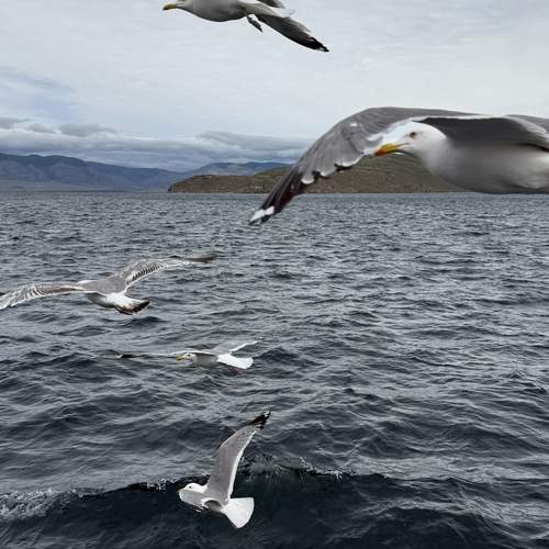 Photo #12668881
