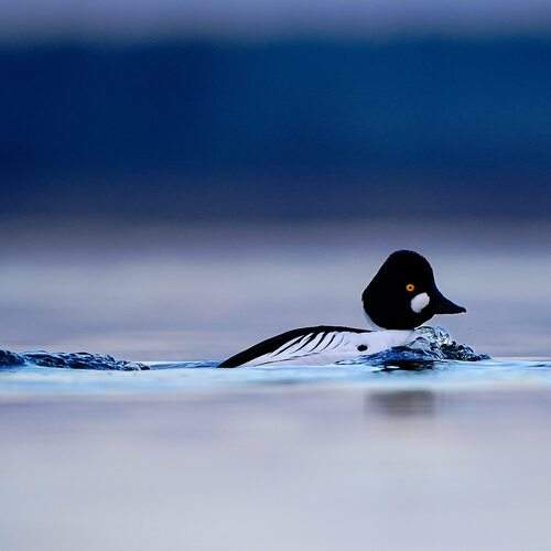 Photo #12670315