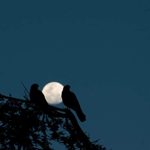 Photo #12671425