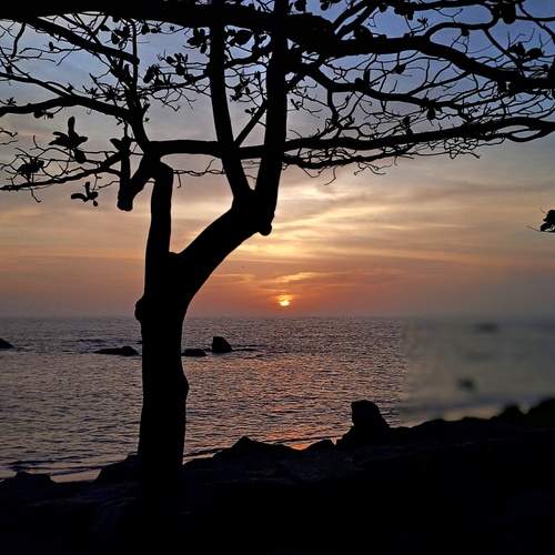 Beautiful Sunset, tree, natural mobile Photography