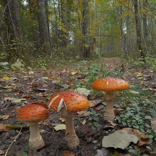 Photo #12674237