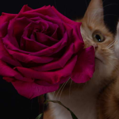 Photo #12676067