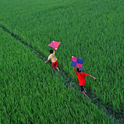 THROUGH THE GREEN FIELD
