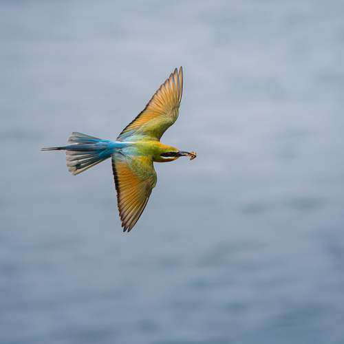 Photo #12677270