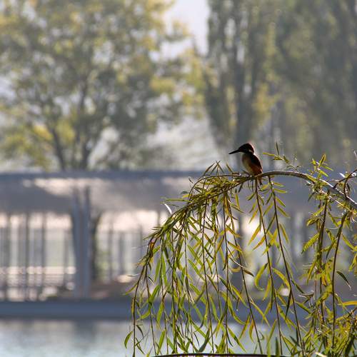 Photo #12677628