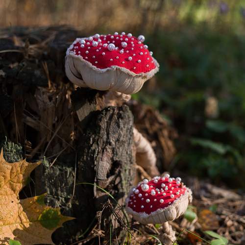 Photo #12678248