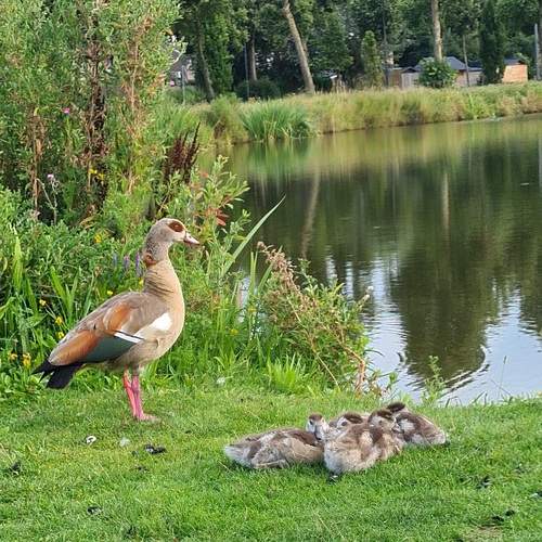 The Duck with siblings