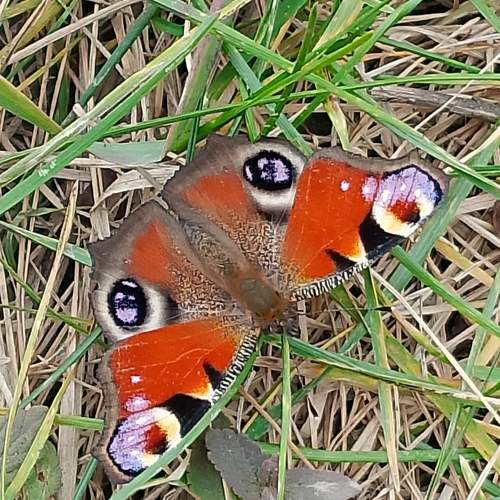 Photo #12680105
