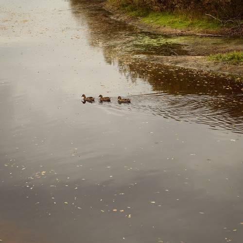 Photo #12681916