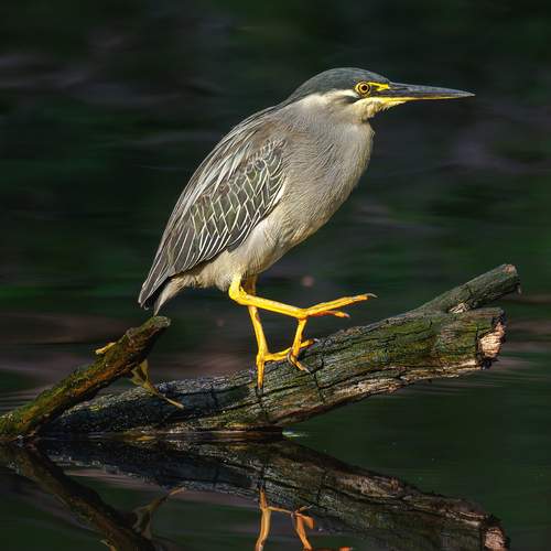 Фотография #12682704