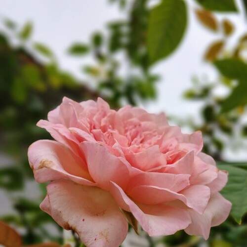 Photo #12683620