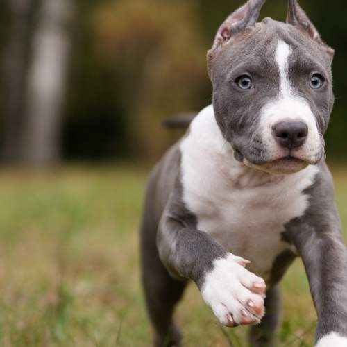 Photo #12683828