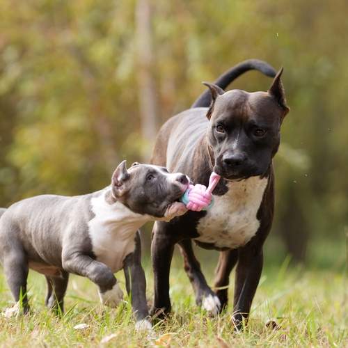 Photo #12683847