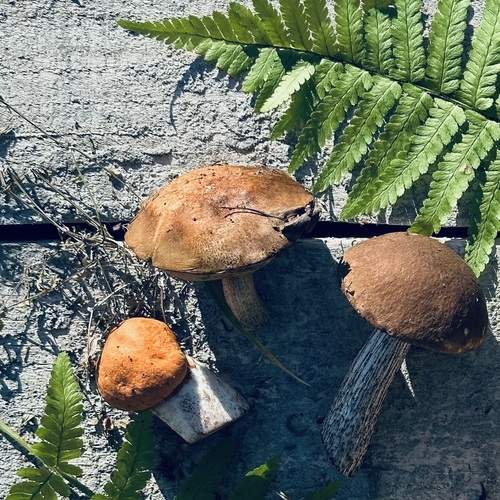 Photo #12684082