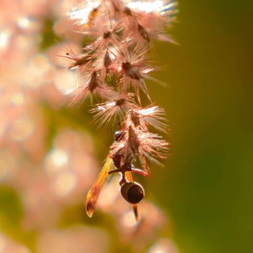 Photo #12684161