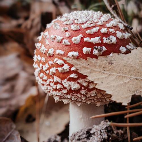 Photo #12684326